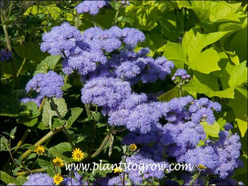 Aster Blue Horizon growing with a yellow Sweet Potato Vine and Sanvitallia